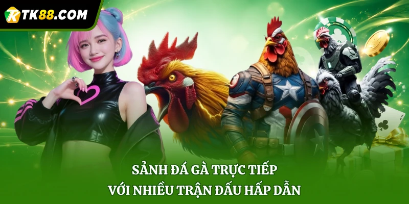 Sảnh đá gà trực tiếp với nhiều trận đấu hấp dẫn